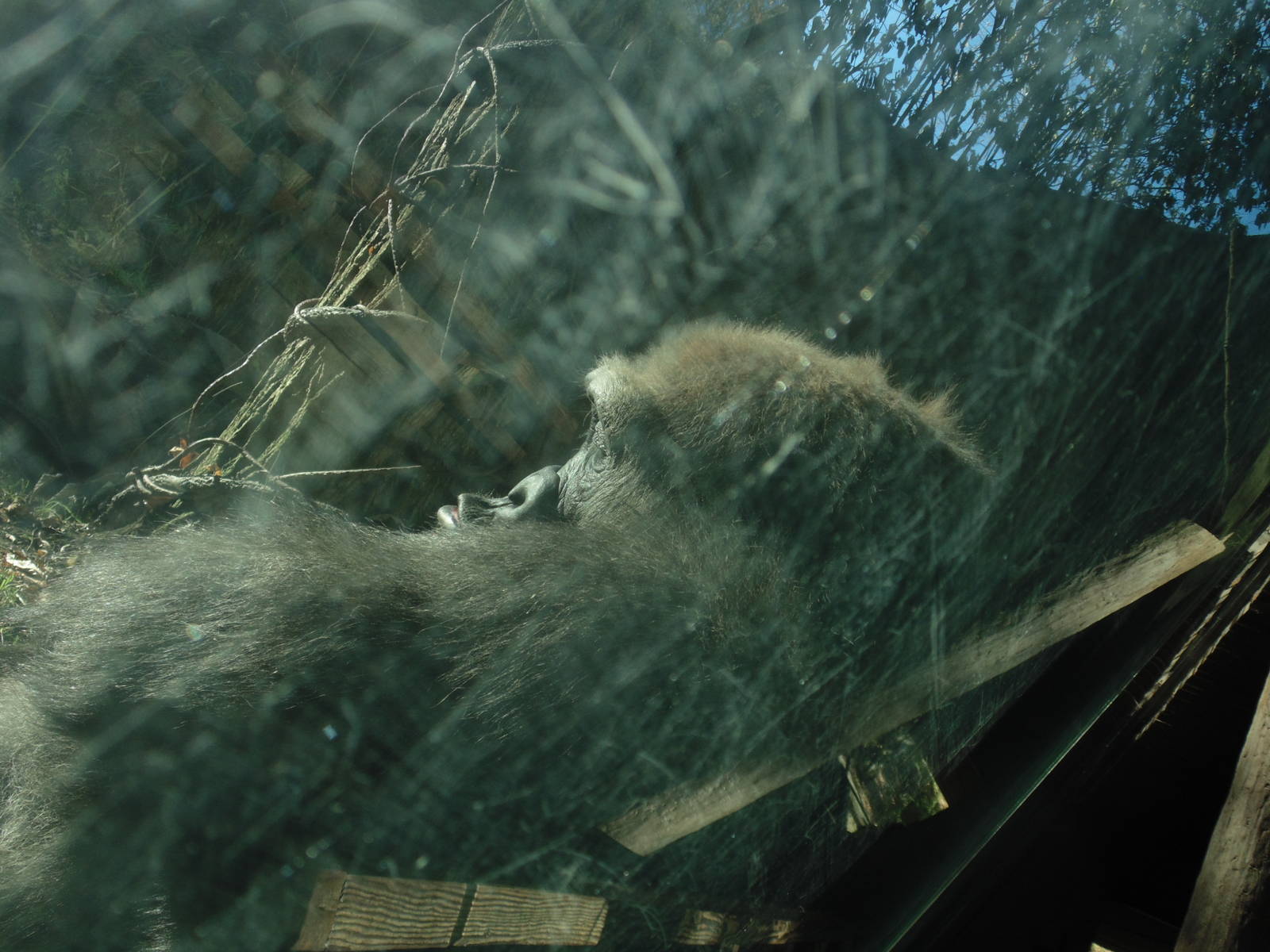 Gorilla Up Close &amp; Personal in Congo Gorilla Forest