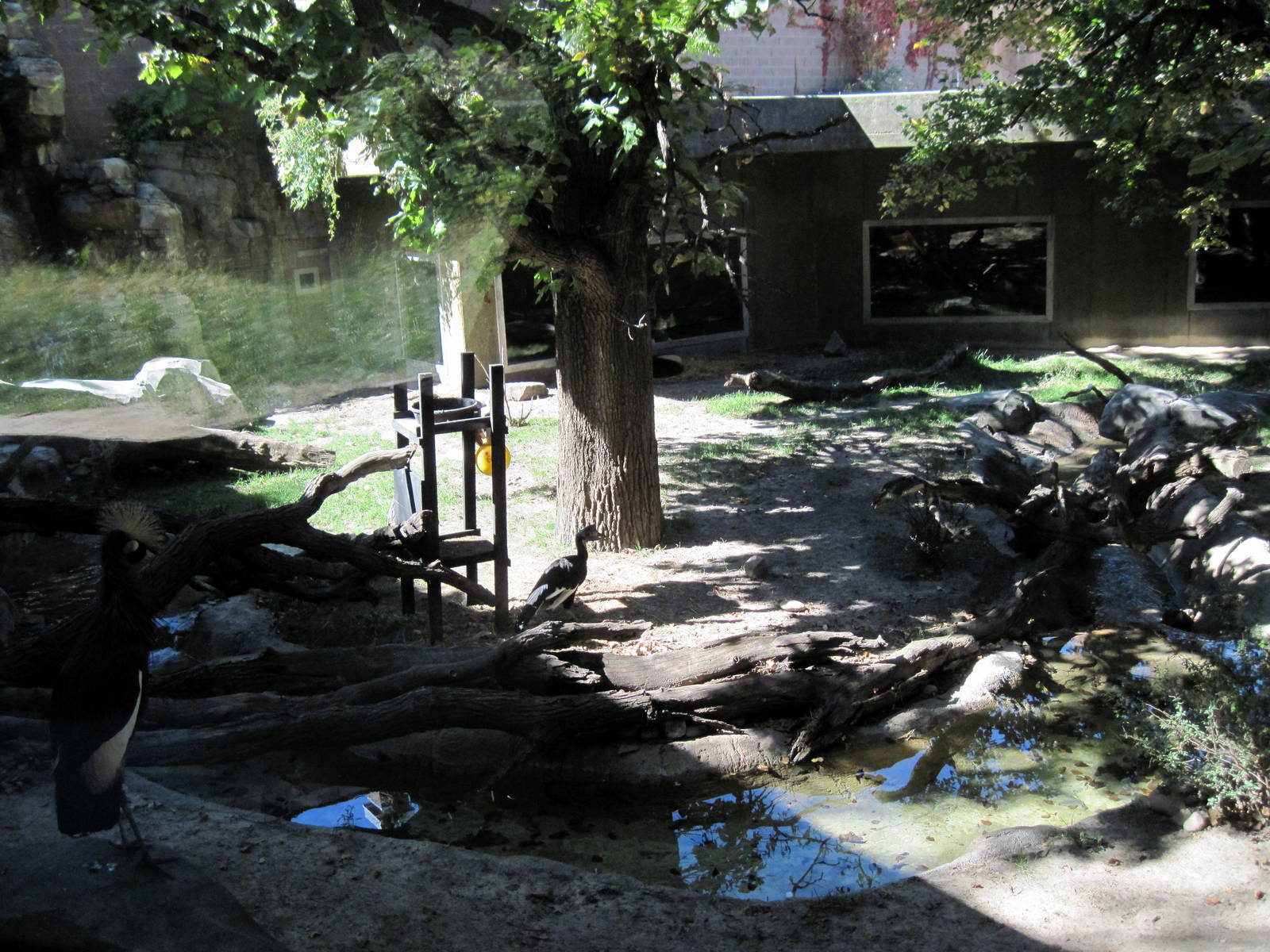 Gorilla Valley-Abyssinian Ground Hornbill/Black Crowned Crane/Yellow-backed