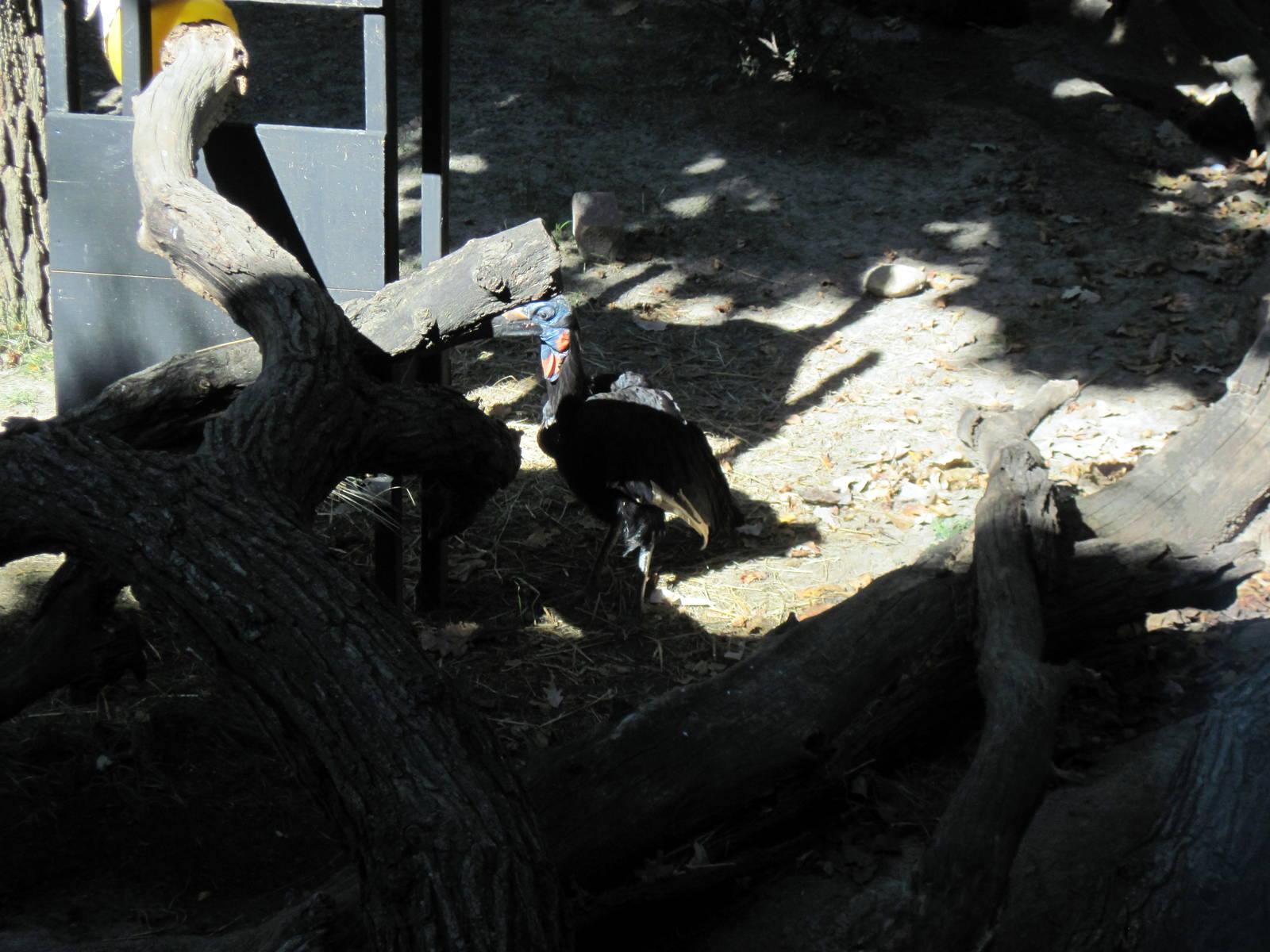 Gorilla Valley-Abyssinian Ground Hornbill