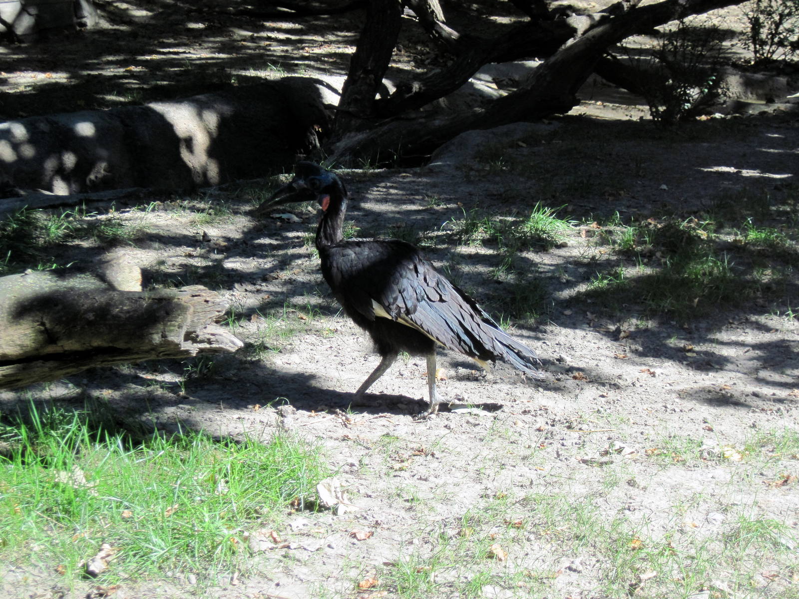 Gorilla Valley-Abyssinian Ground Hornbill