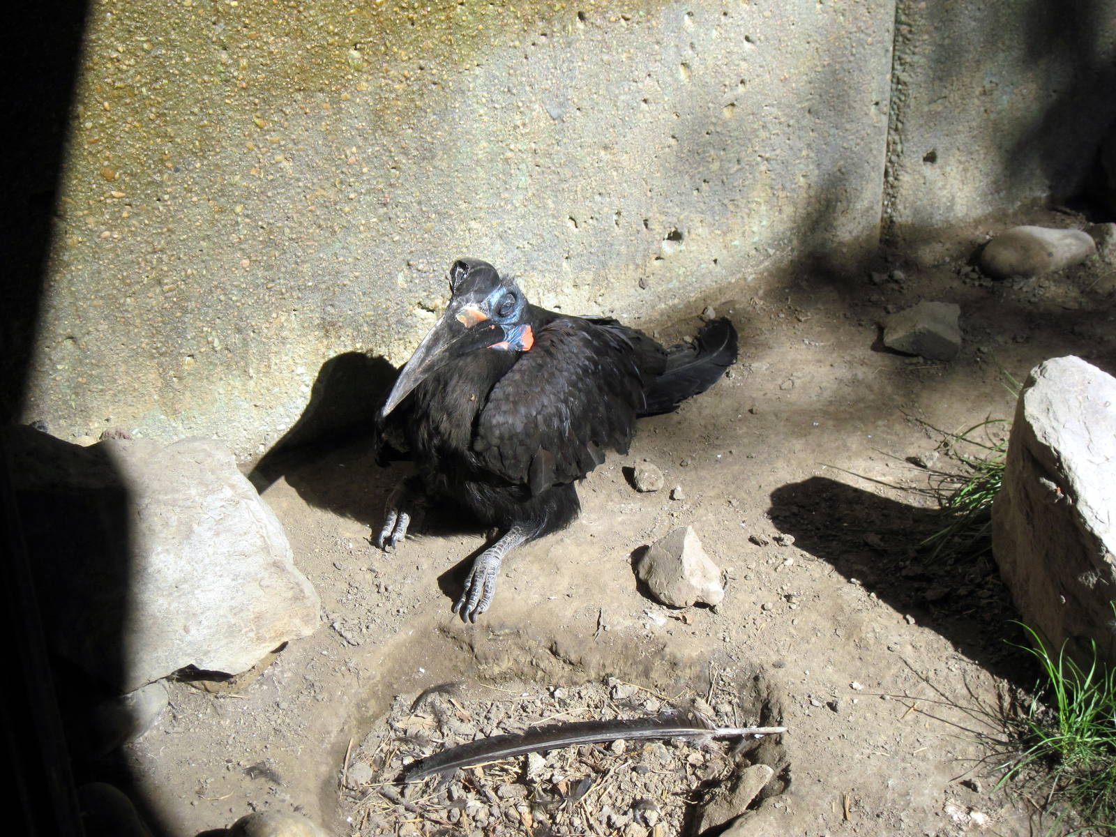 Gorilla Valley-Abyssinian Ground Hornbill