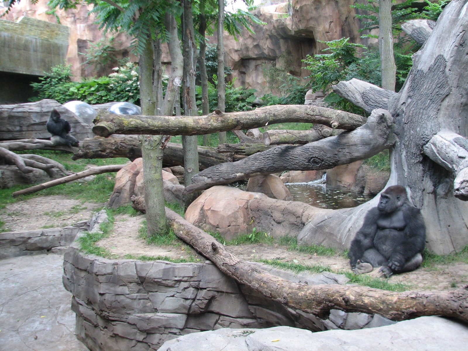 Gorilla Valley - Bachelor Exhibit