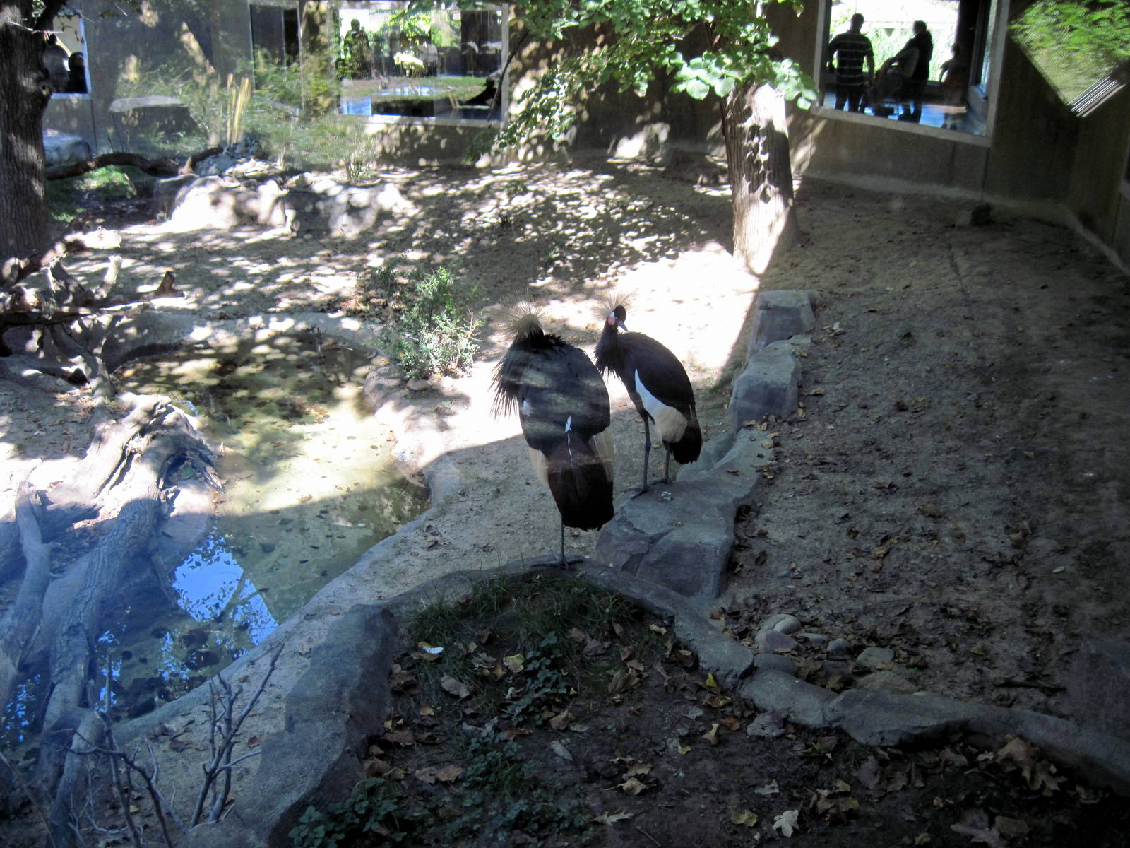 Gorilla Valley-Black Crowned Cranes