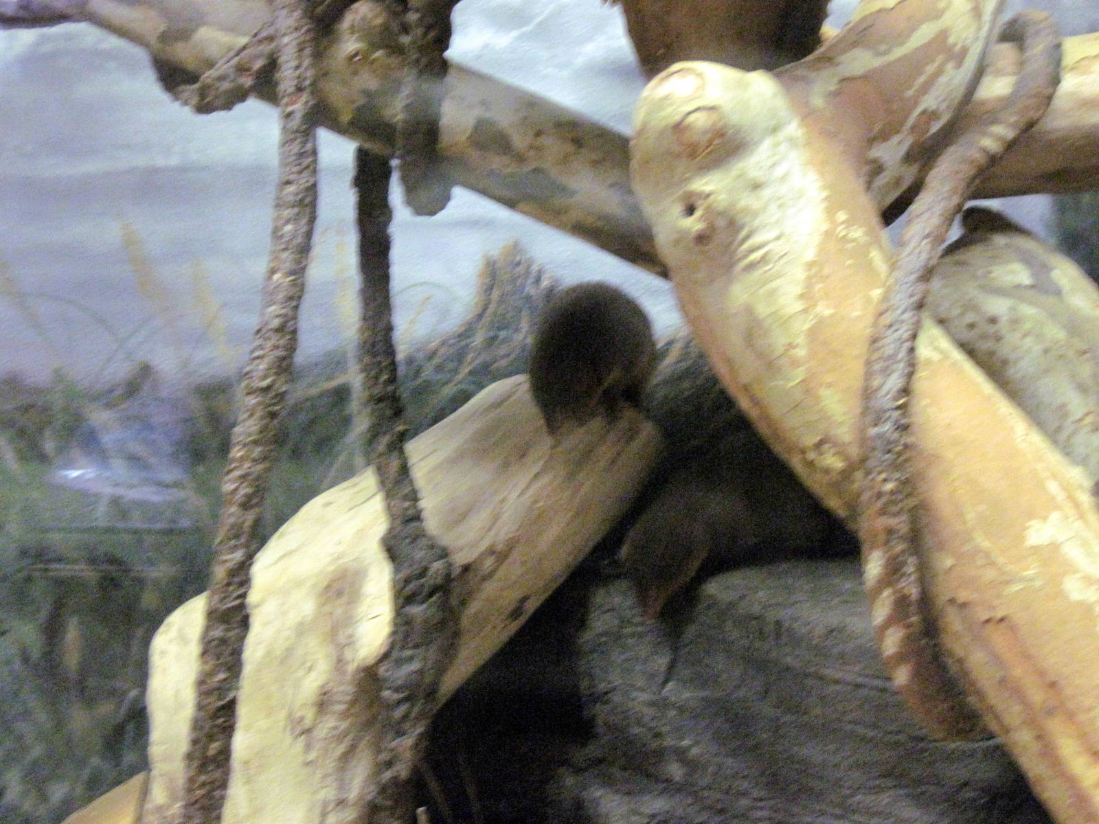 Gorilla Valley-Dwarf Mongoose