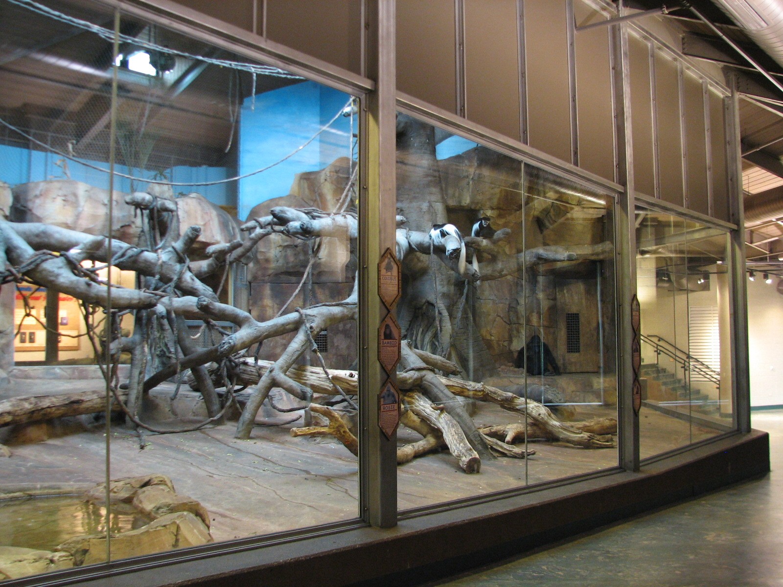 Gorilla Valley - Interior Exhibit with Gorillas and Colobus Monkeys