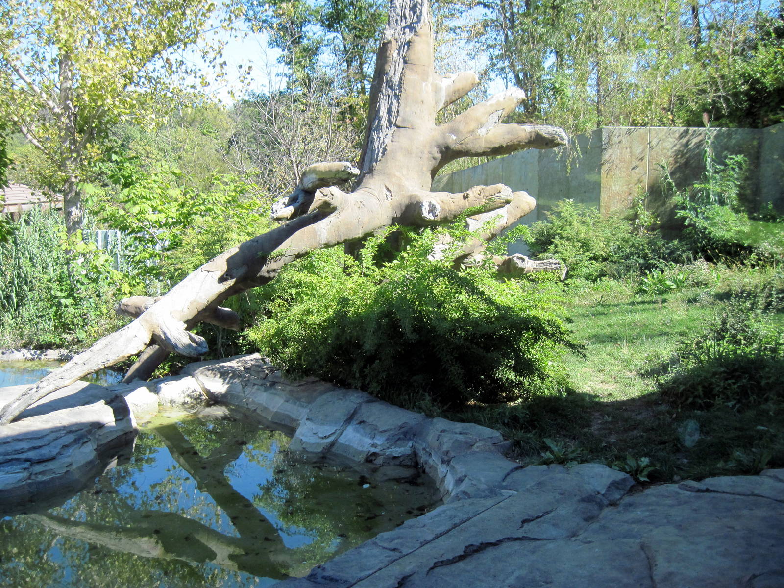 Gorilla Valley-Western Gorilla Exhibit