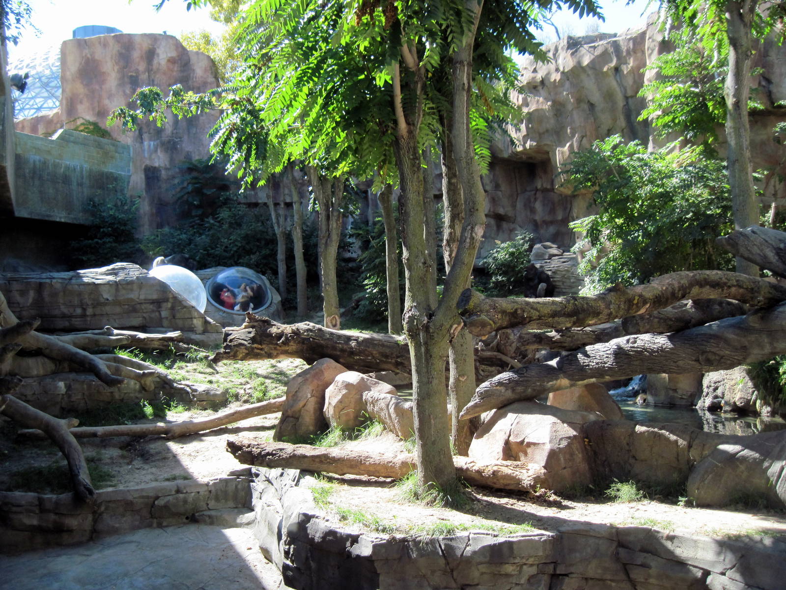 Gorilla Valley-Western Gorilla Exhibit