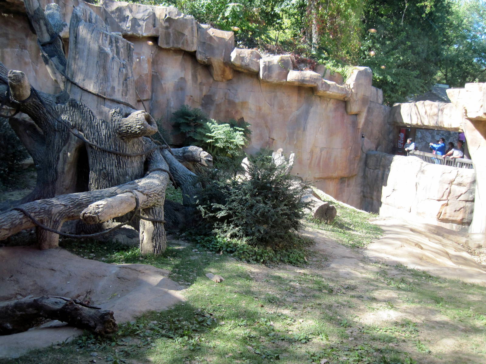 Gorilla Valley-Western Gorilla Exhibit