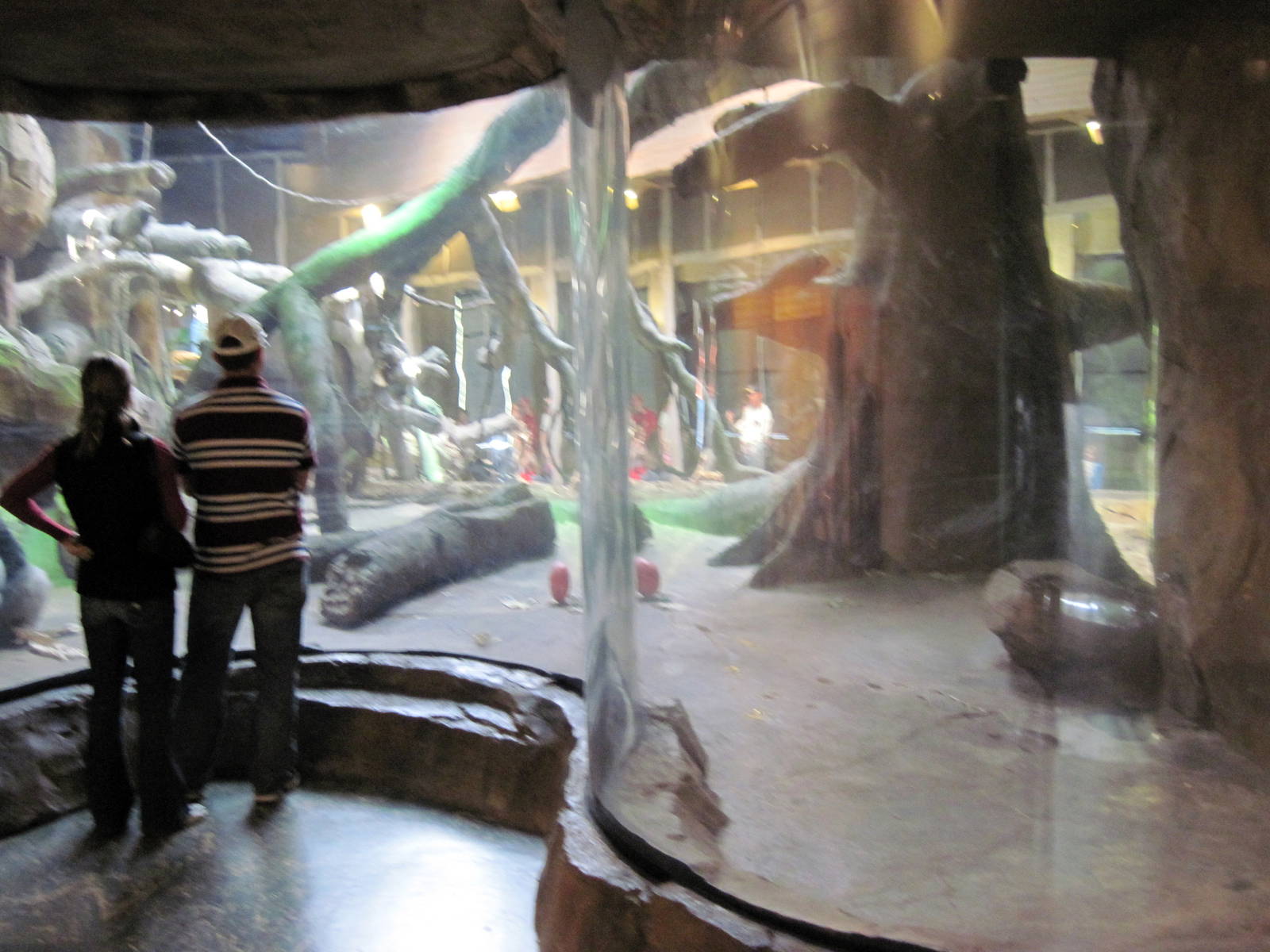 Gorilla Valley-Western Gorilla Exhibit