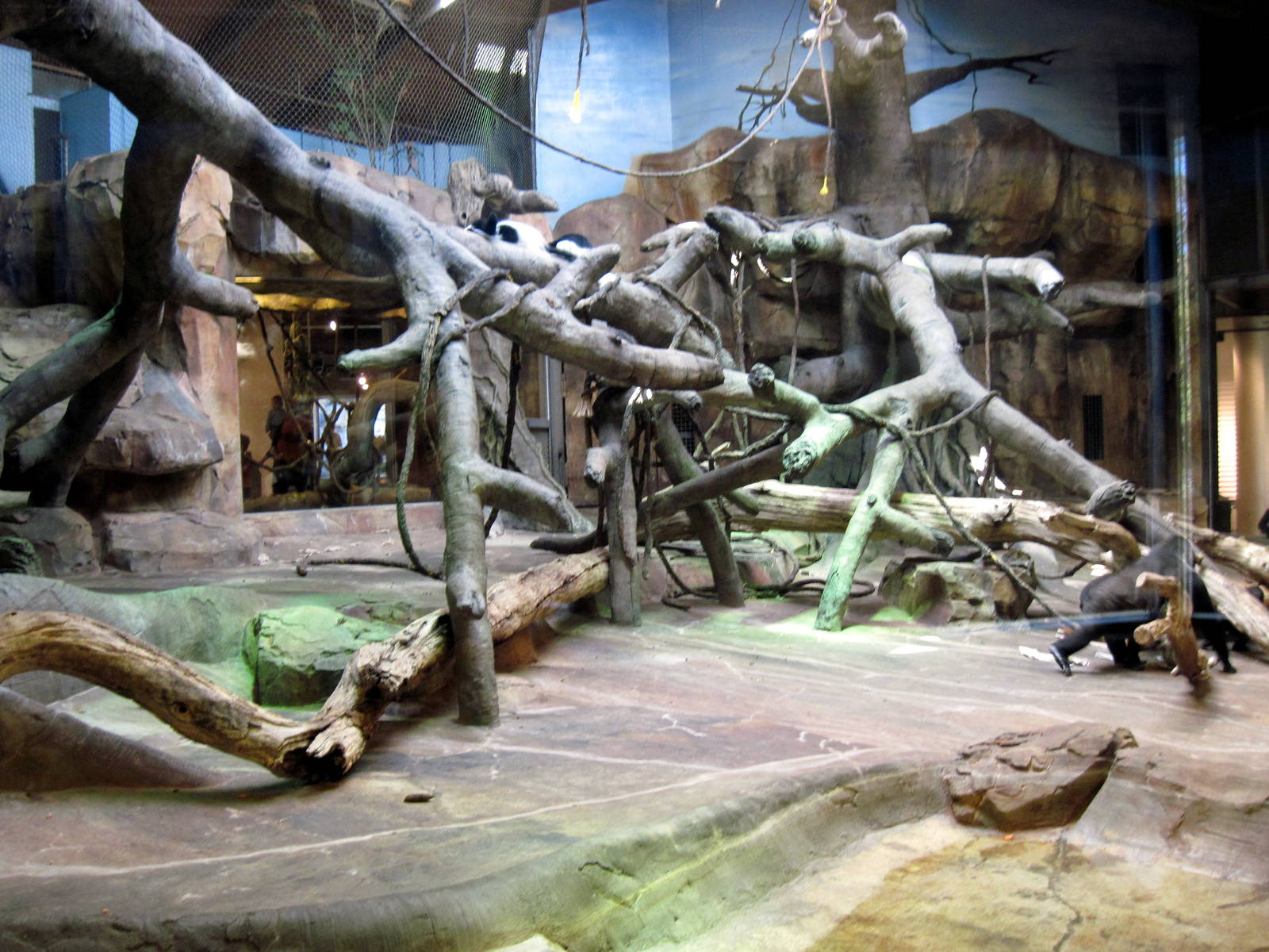 Gorilla Valley-Western Gorilla Exhibit