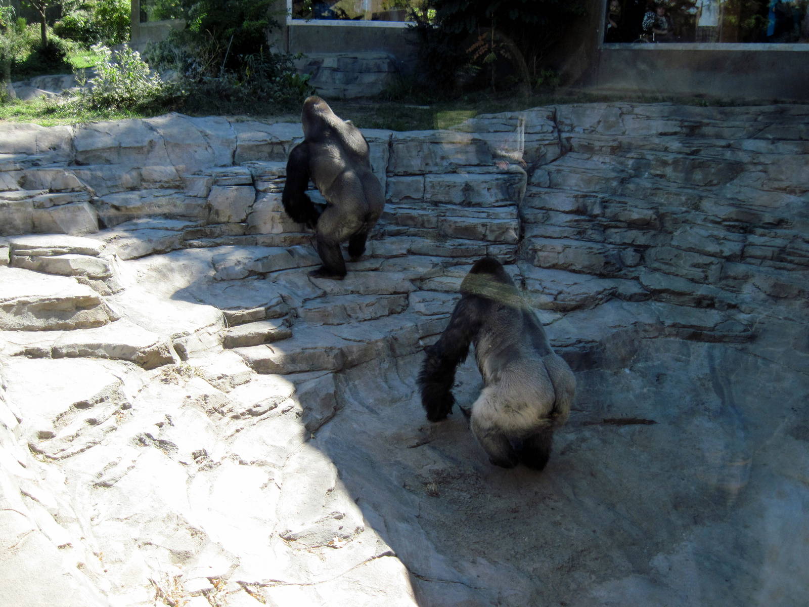 Gorilla Valley-Western Gorillas