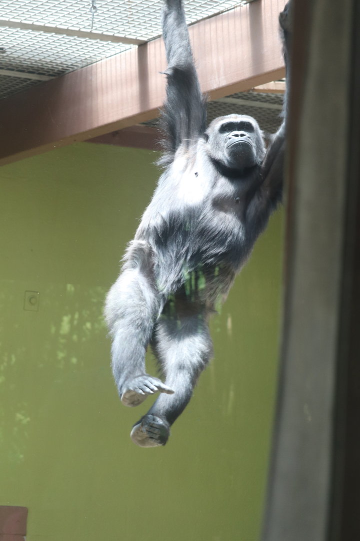 Gorilla Valley - Western Lowland Gorilla