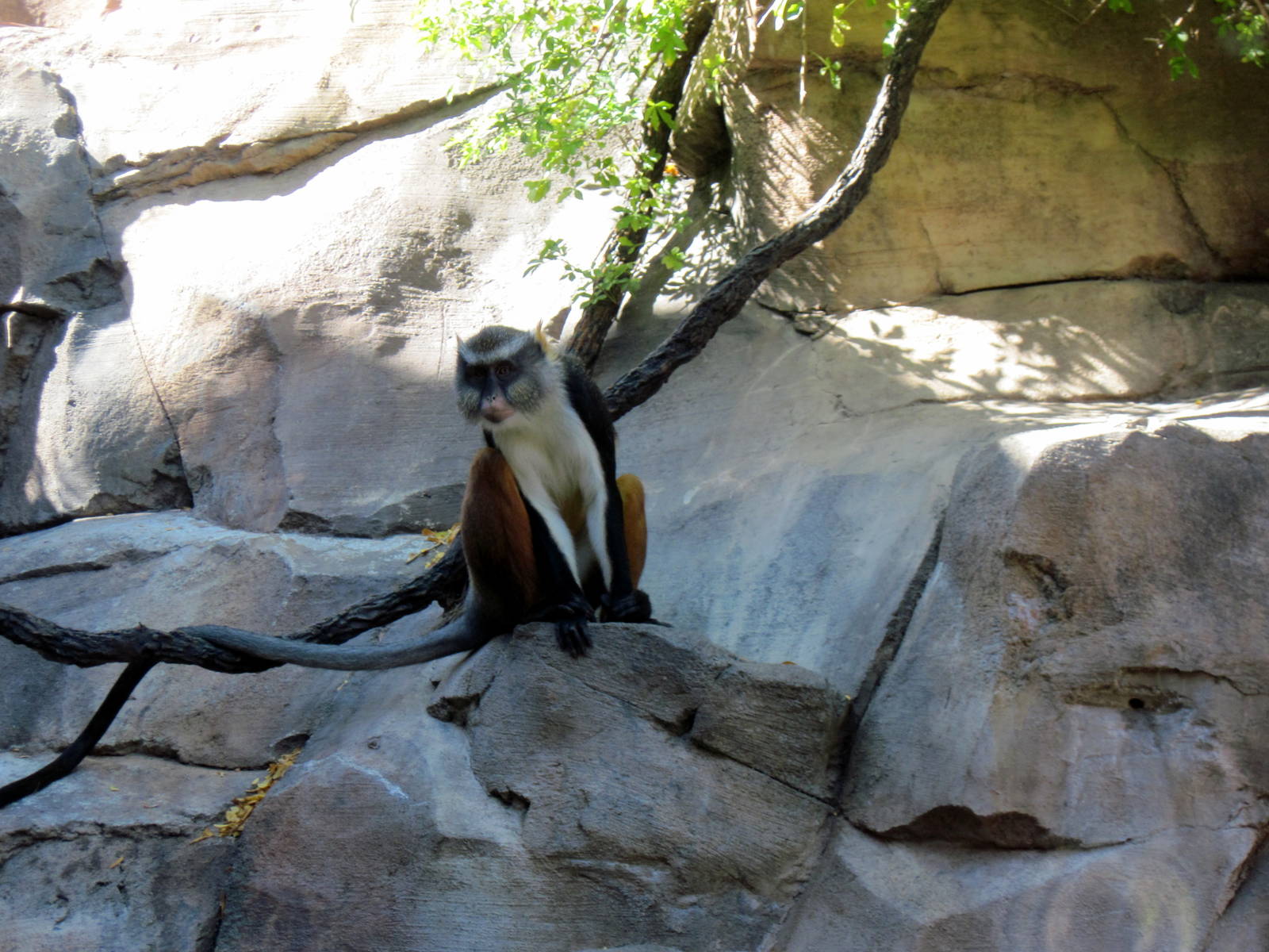 Gorilla Valley-Wolf's Guenon Monkey