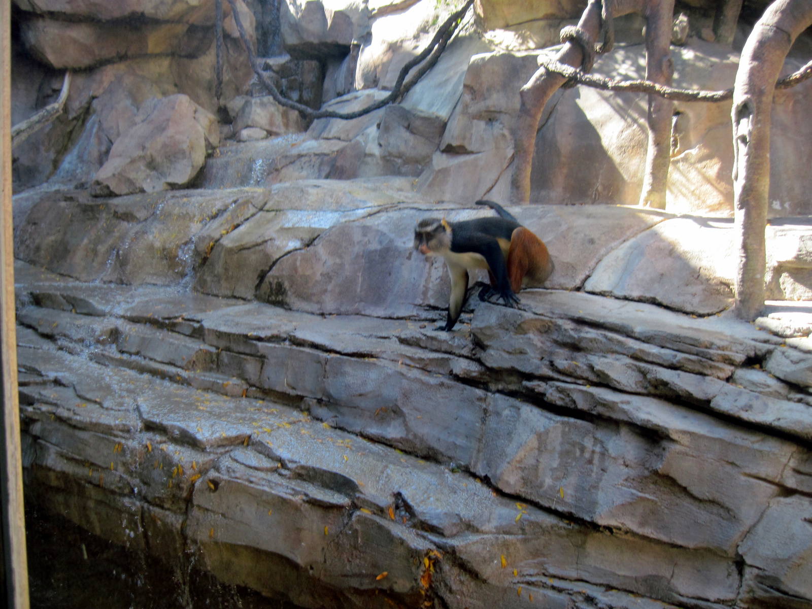 Gorilla Valley-Wolf's Guenon Monkey
