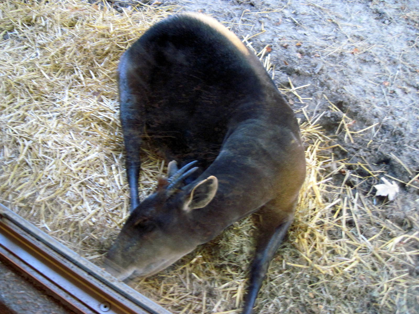 Gorilla Valley-Yellow-backed Duiker
