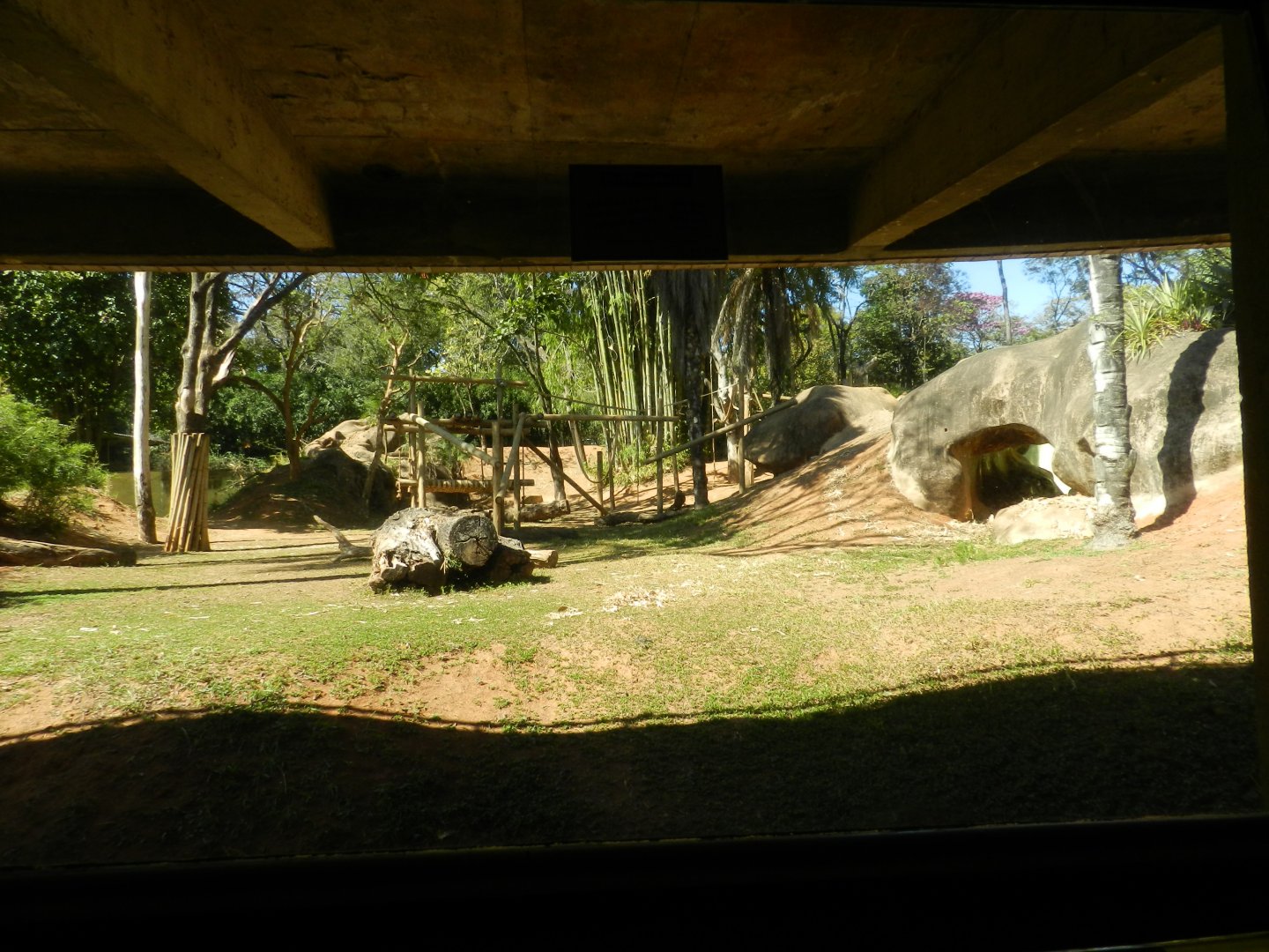 Gorilla viewing area - Belo Horizonte zoo