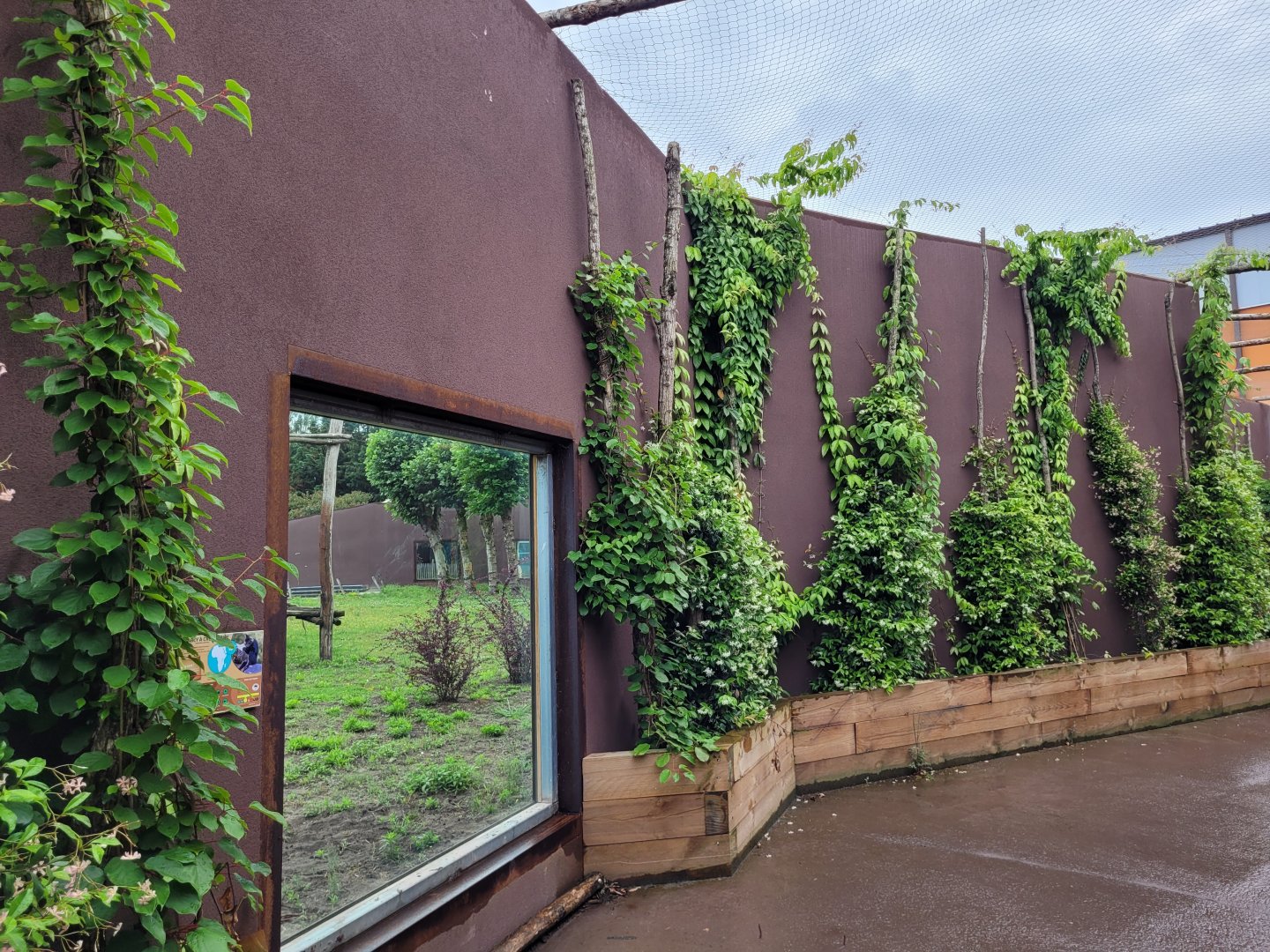 Gorilla viewing area -Zoo du bassin d'Arcachon (2024)