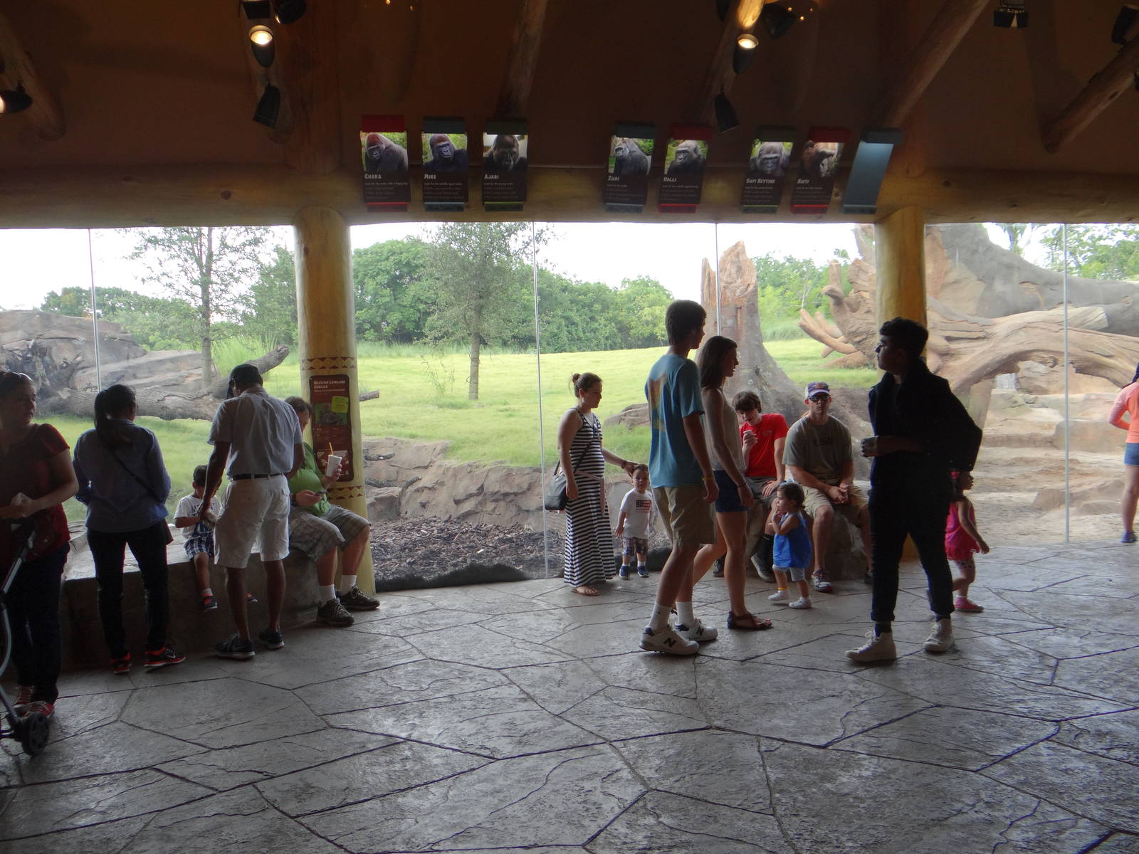 Gorilla viewing area