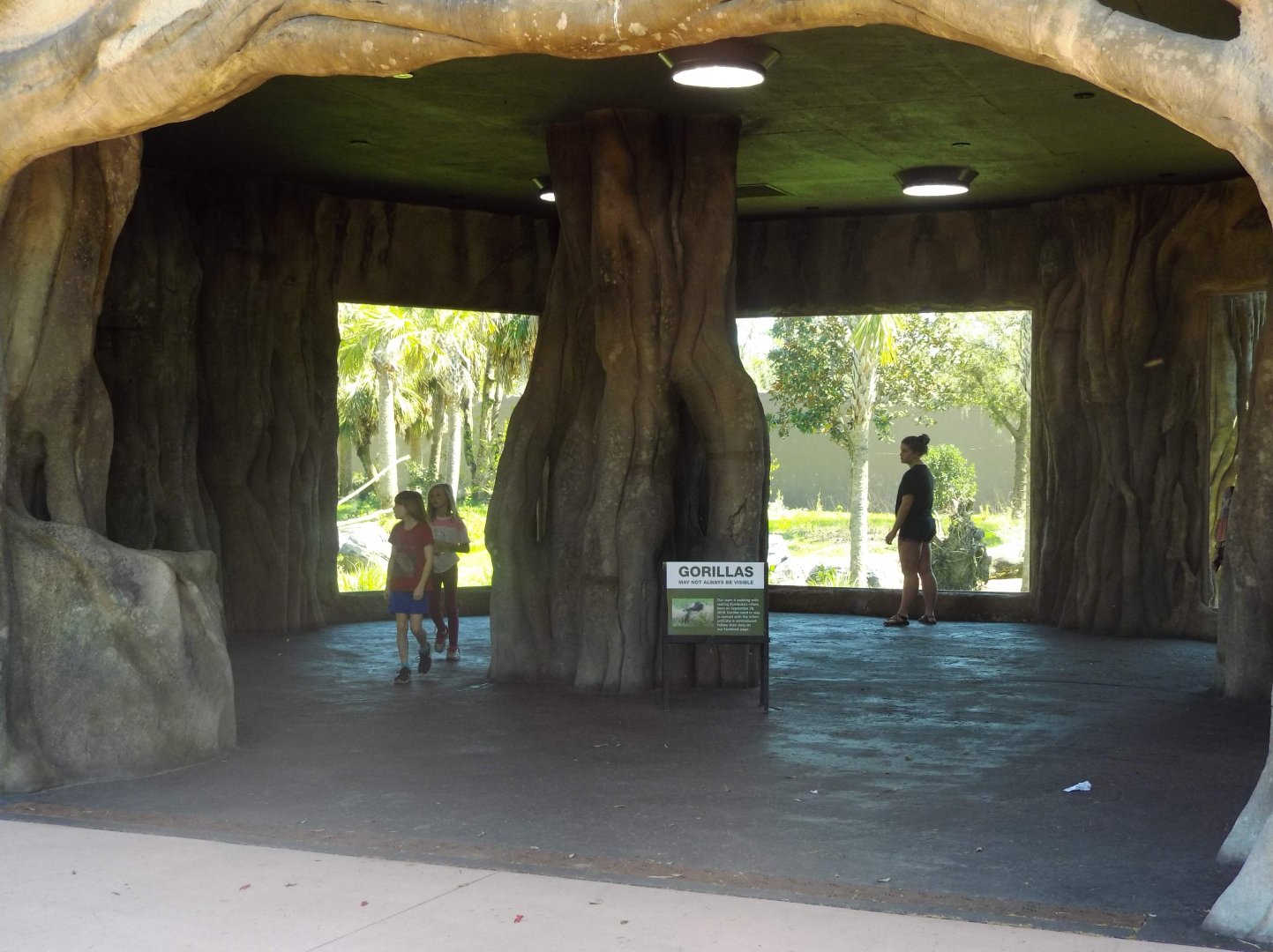 Gorilla viewing area