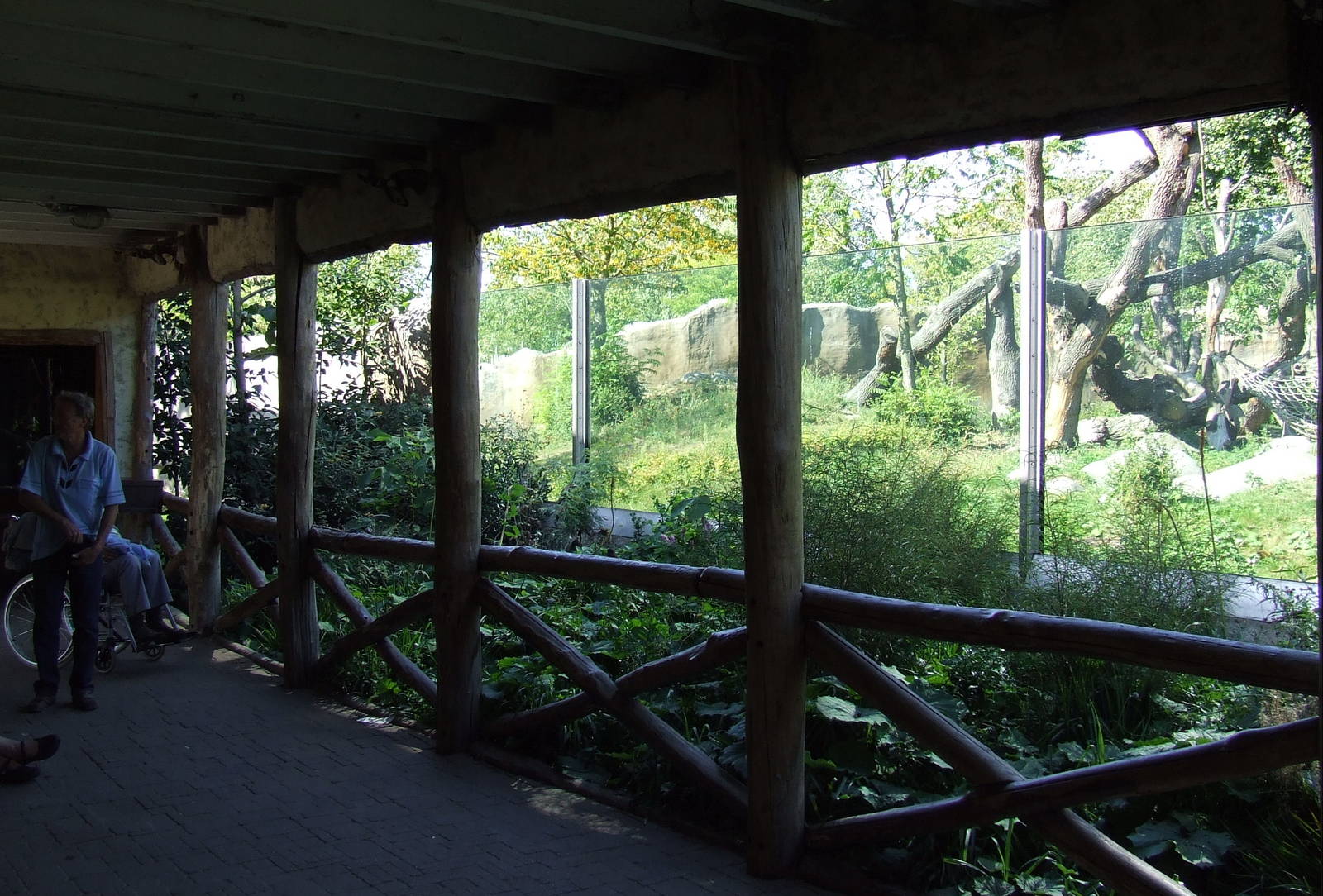 Gorilla viewing area