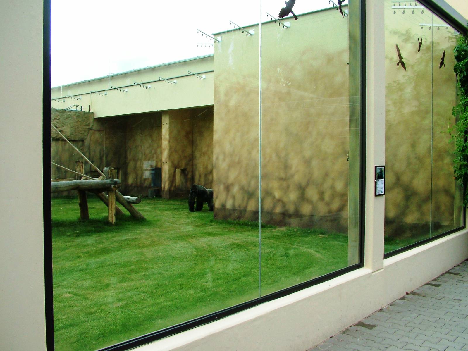 Gorilla Viewing at Dvur Kralove, 26/08/12