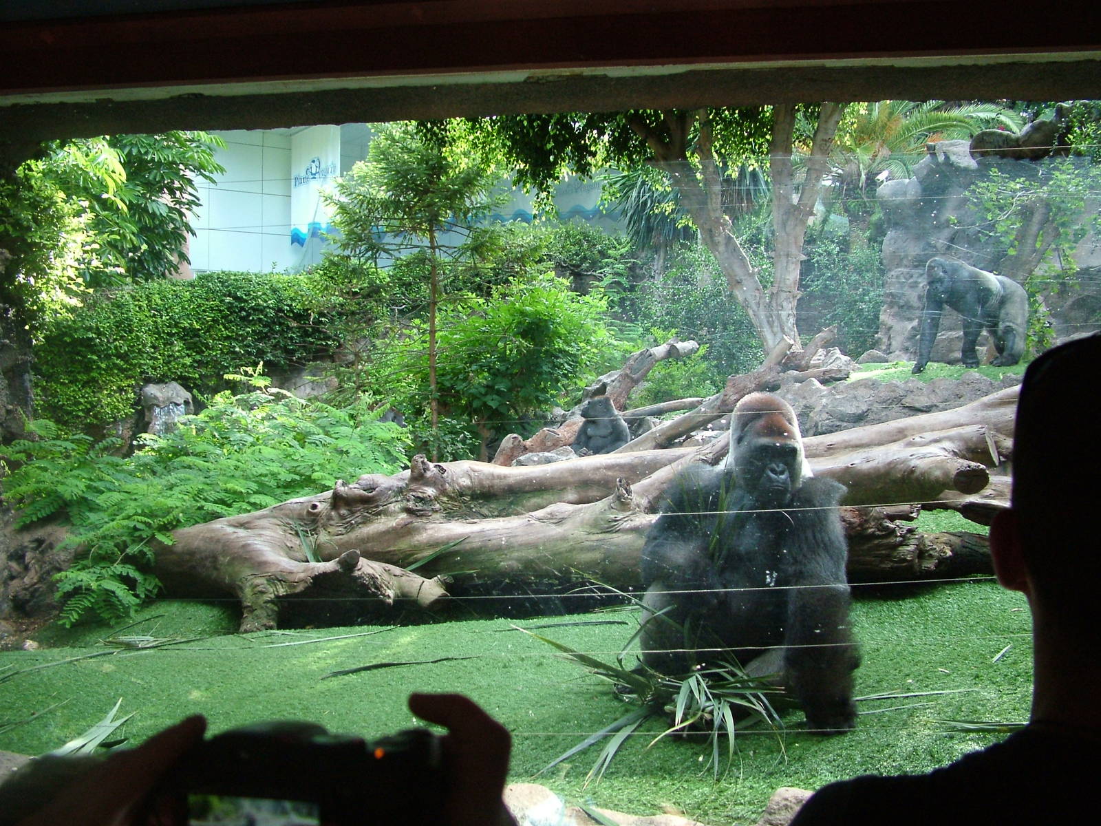 Gorilla Viewing at Loro Parque, 08/11/10