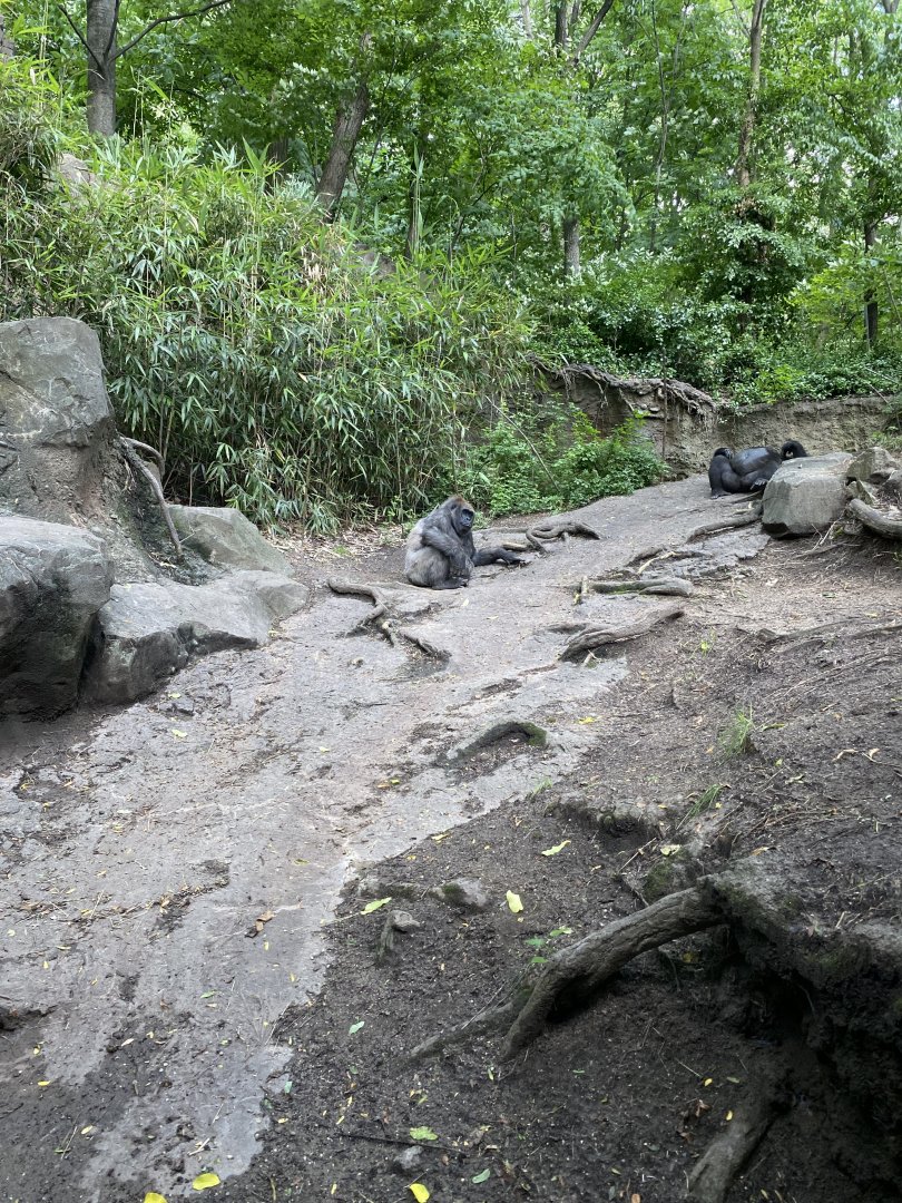 Gorilla viewing - Bronx Zoo