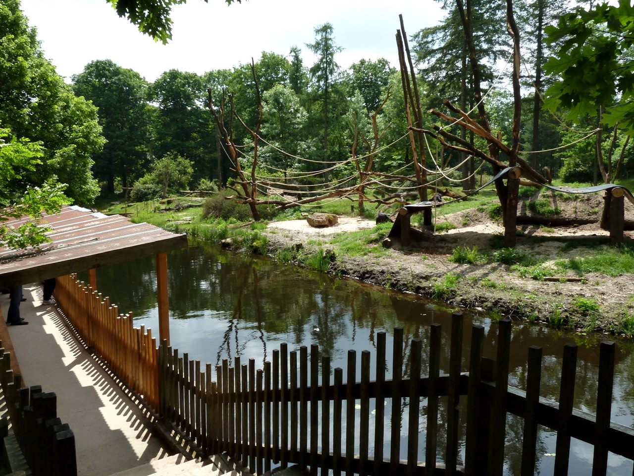 Gorilla viewing trail