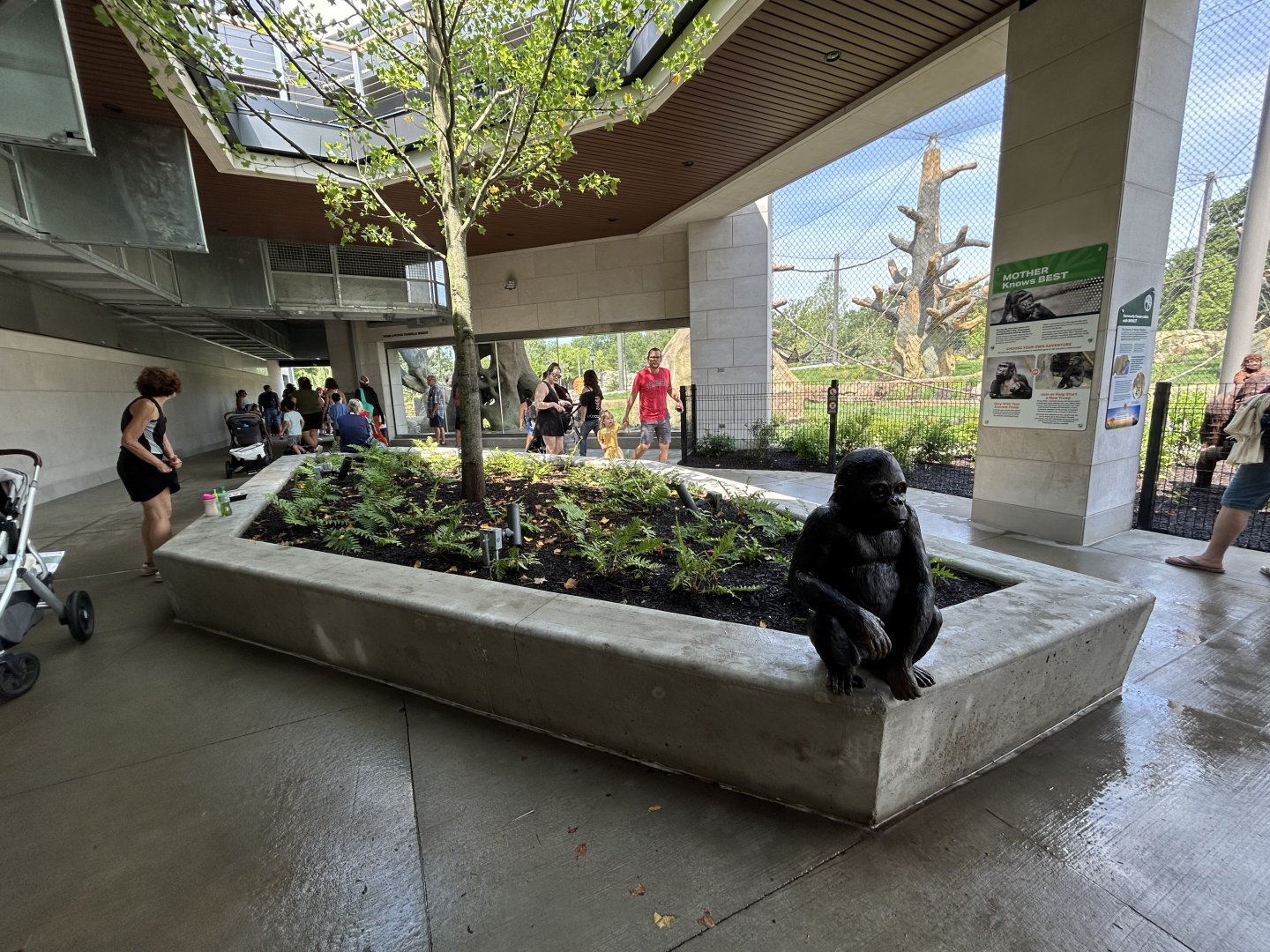 Gorilla Viewing - Tropical Forests