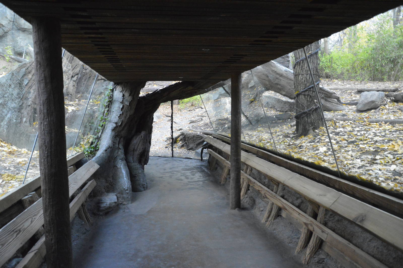 Gorilla viewing tunnel 031215