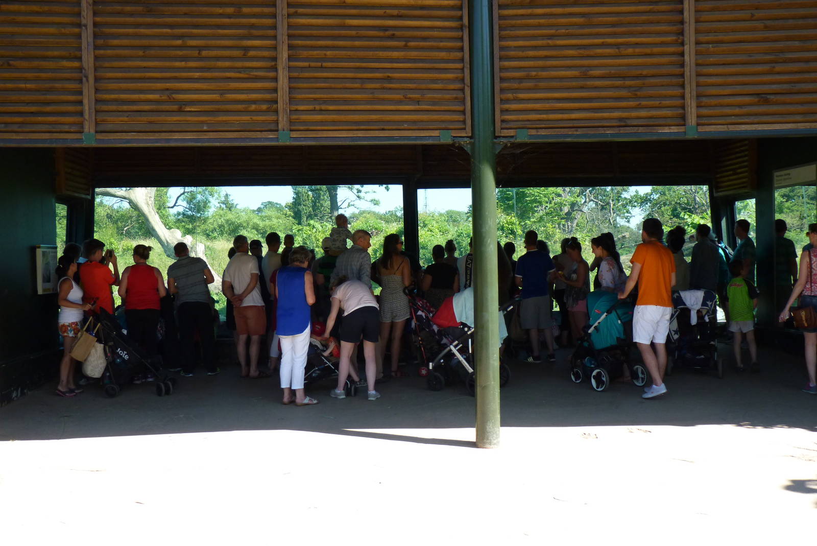 Gorilla viewing window, July 2016