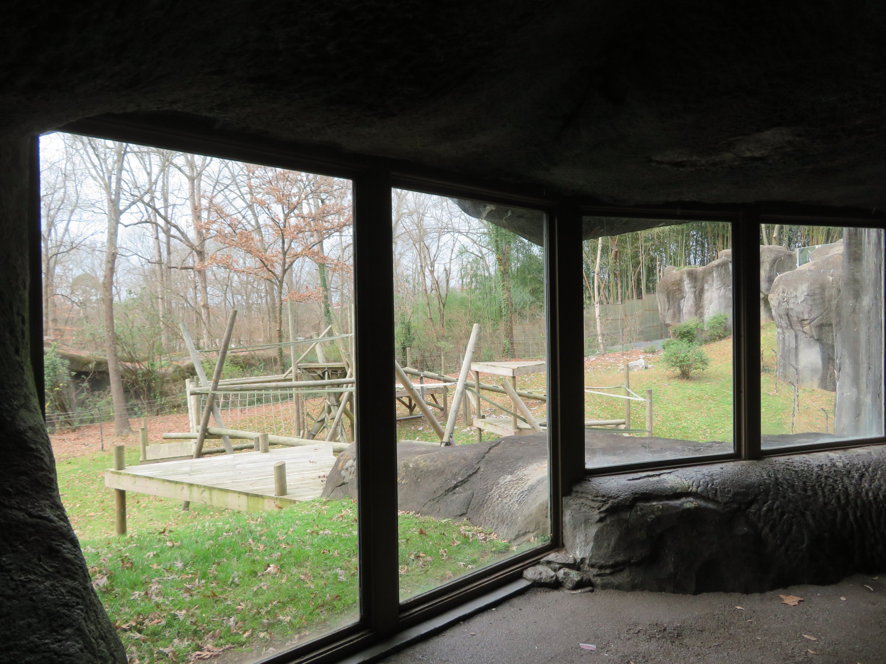 Gorilla Viewing Window