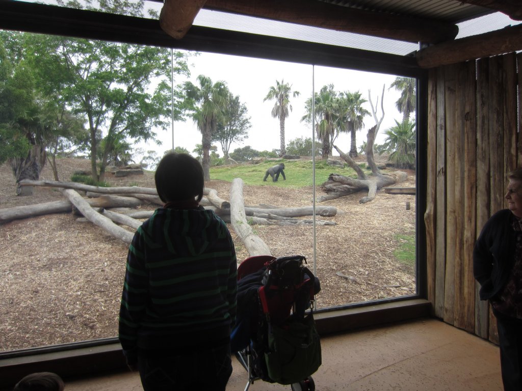 Gorilla viewing