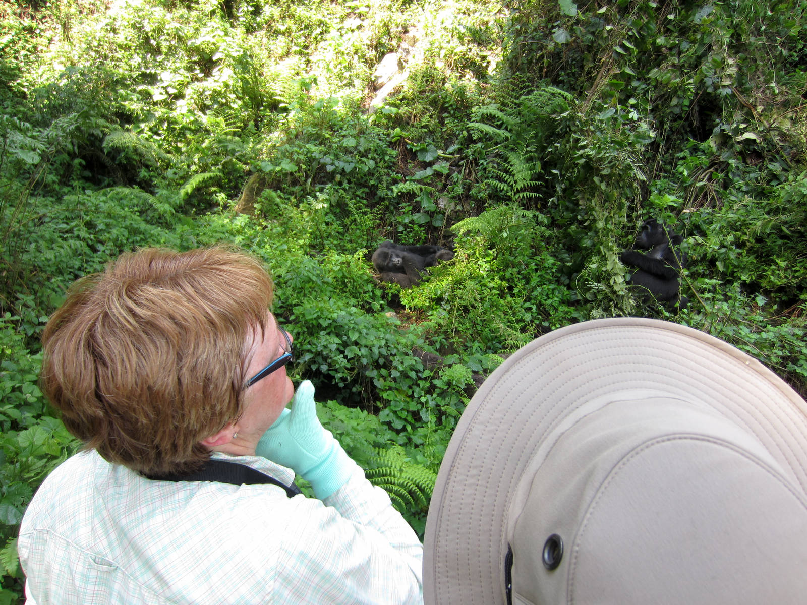 Gorilla viewing
