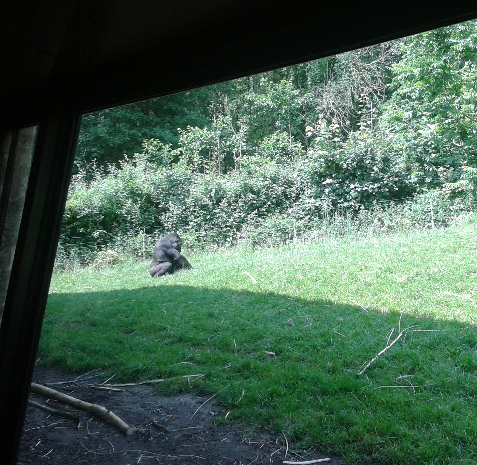 Gorilla viewing