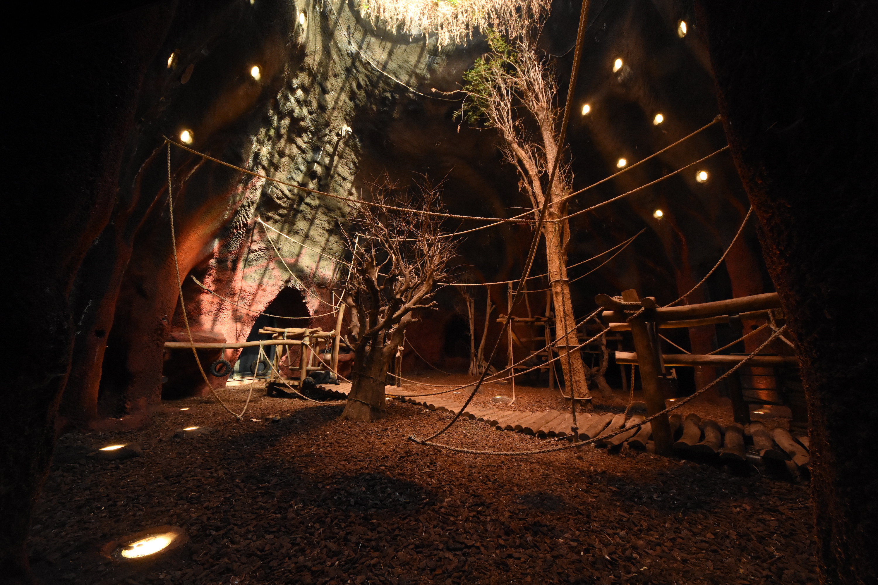 Gorilla volcano number 2