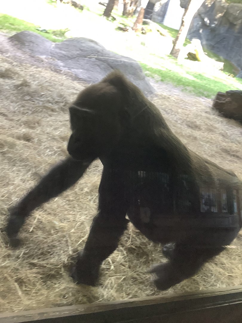 Gorilla walking by glass 3/21/24