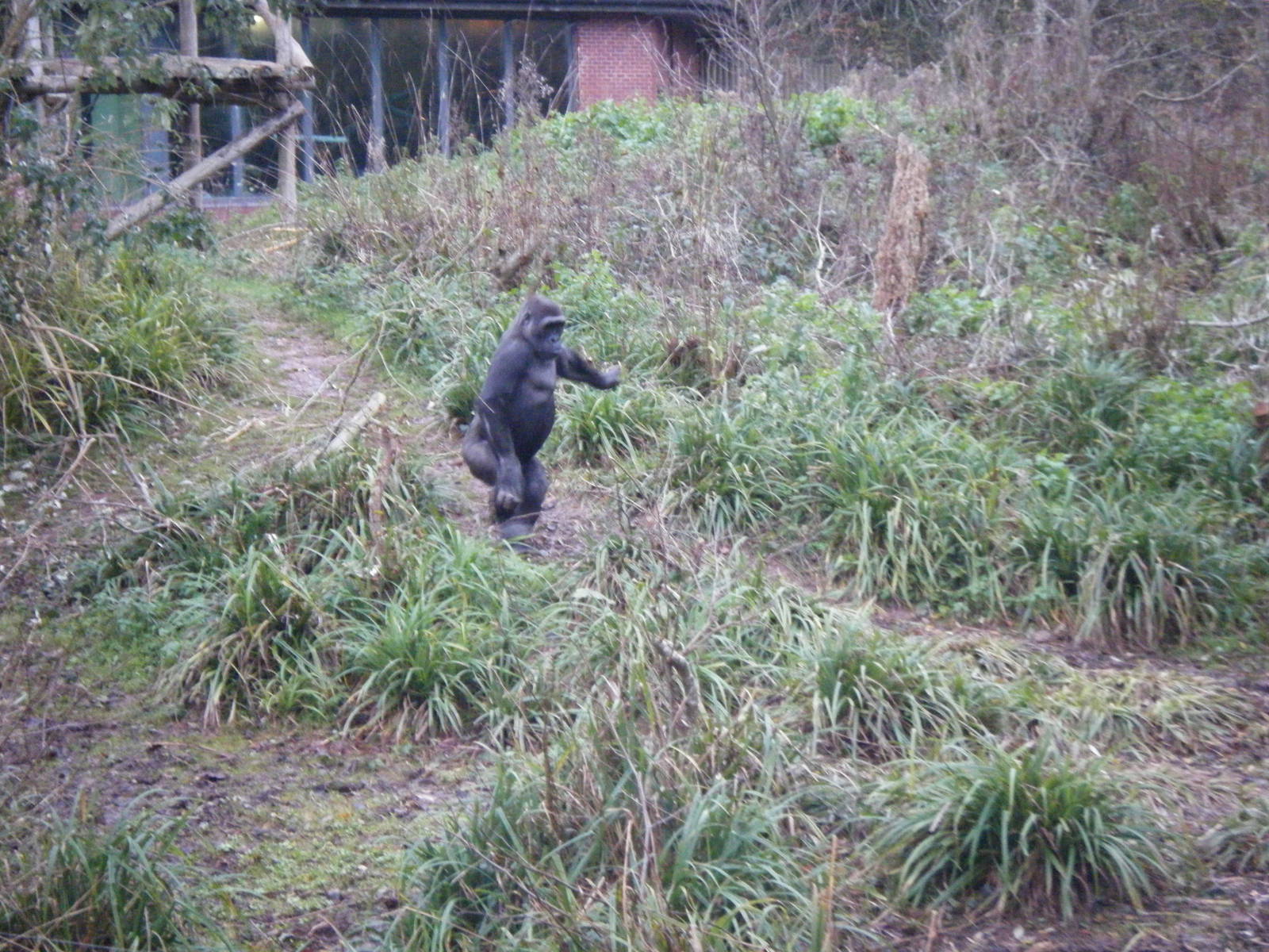 Gorilla walking up right.