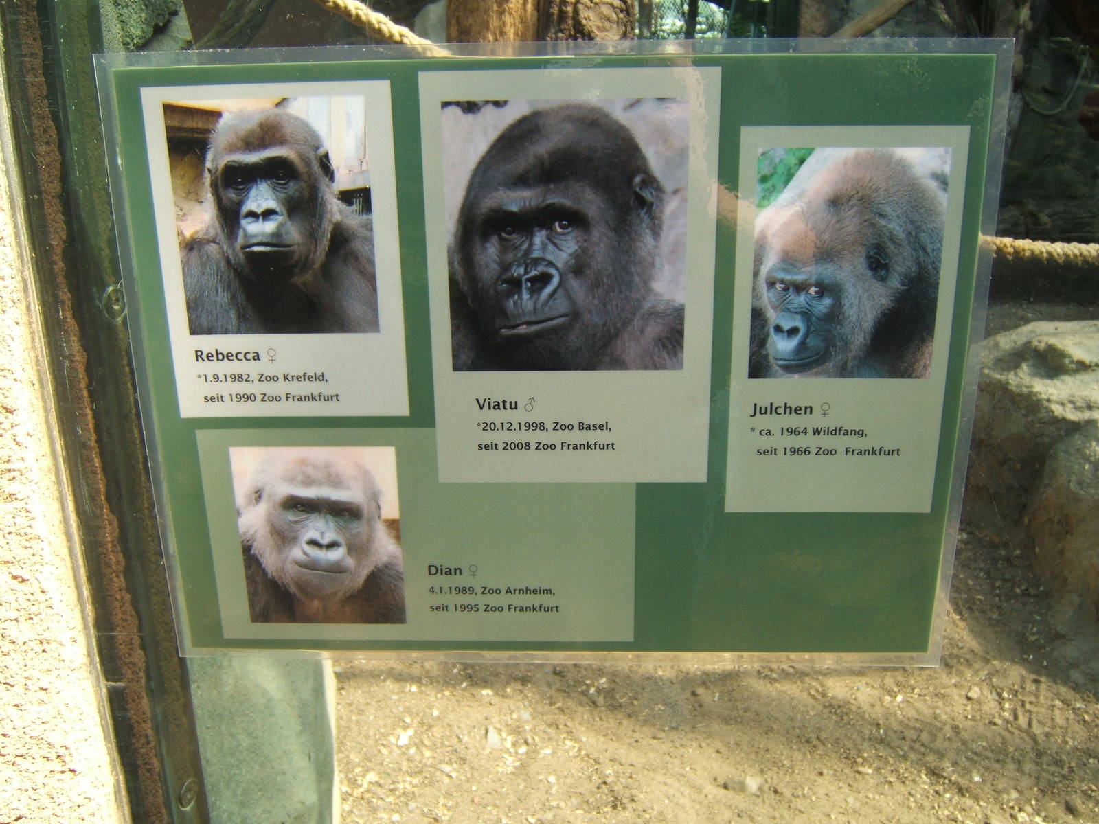 Gorilla Who`s Who