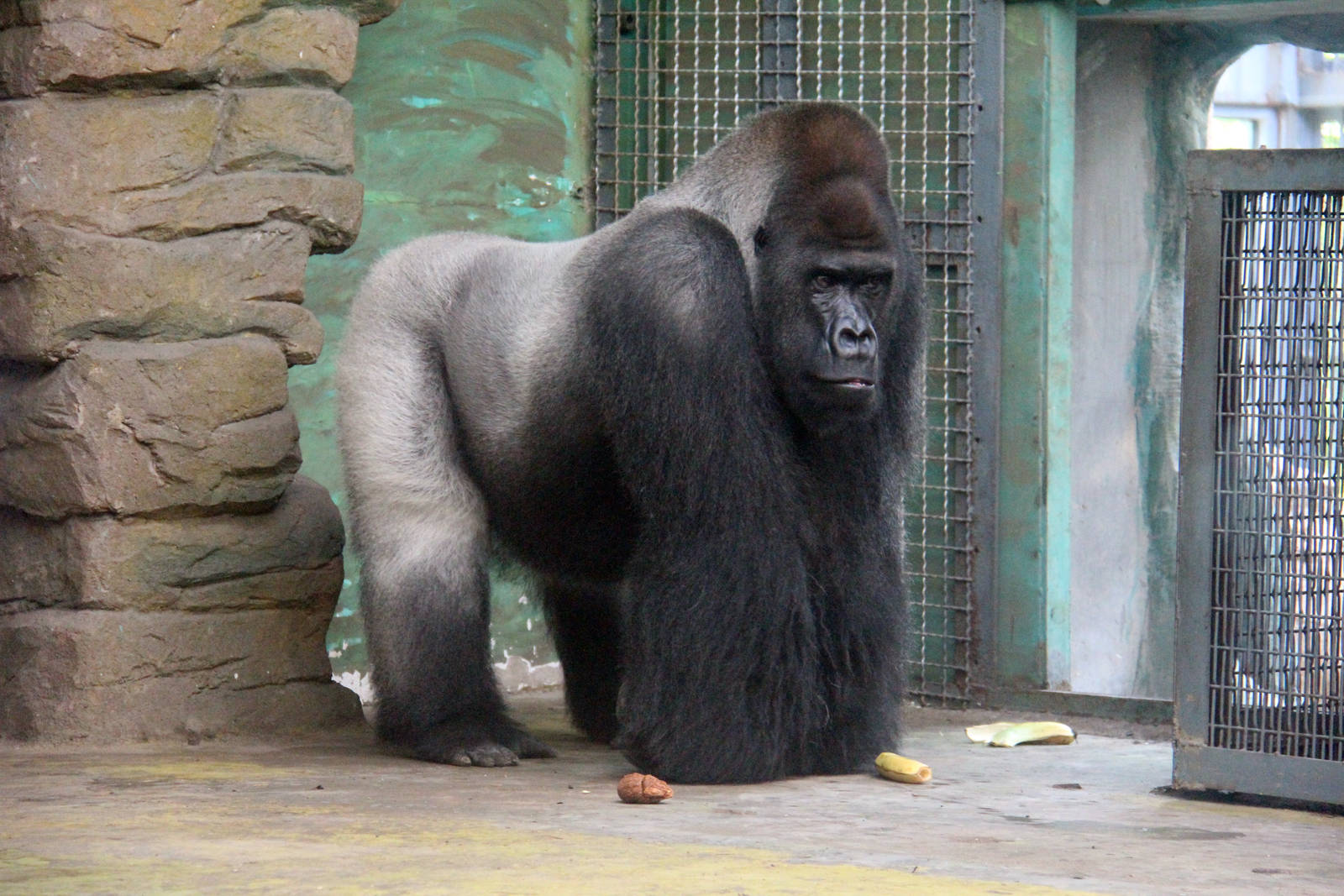 Gorilla Willi