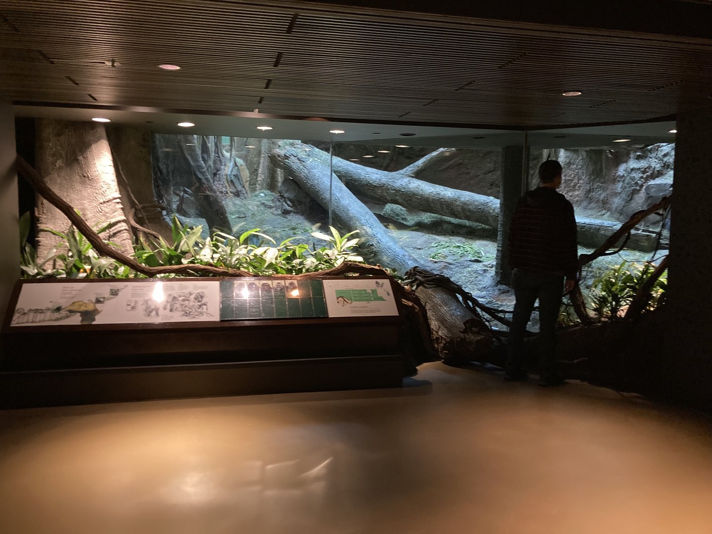 Gorilla Winter Exhibit