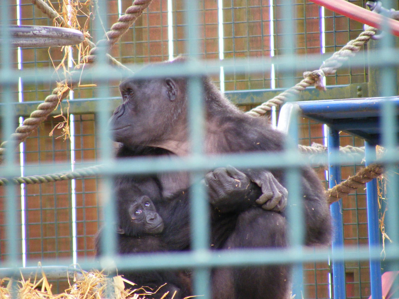 Gorilla with baby at Howletts Wild Animal Park, 3 April 2010