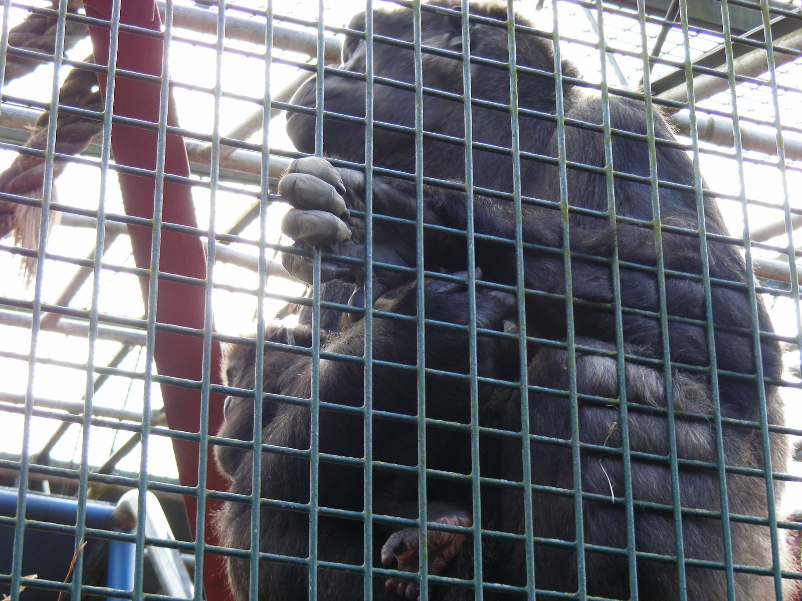 Gorilla with baby at Howletts Wild Animal Park, 3 April 2010