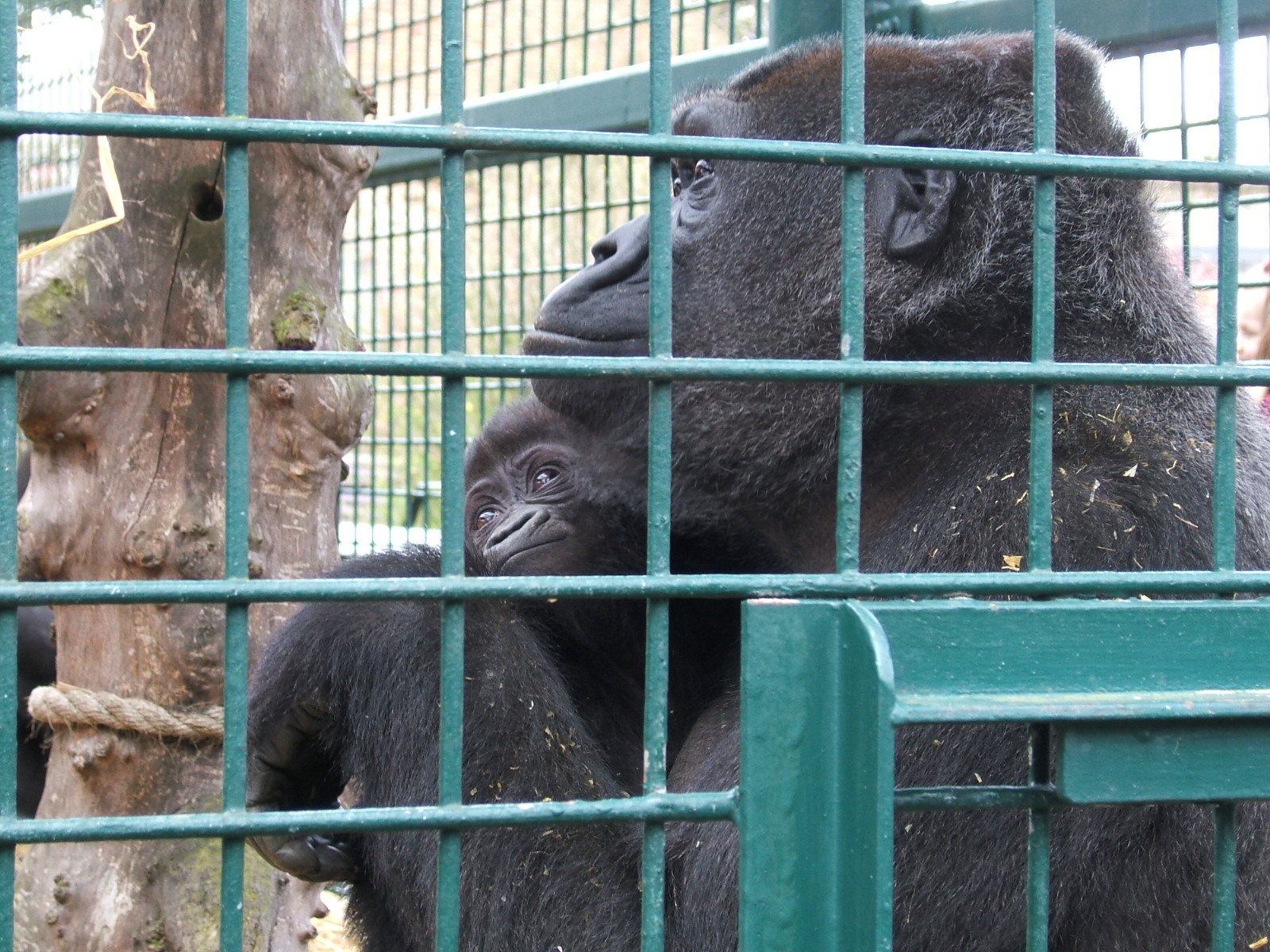Gorilla with baby at Howletts Wild Animal Park, 3 April 2010