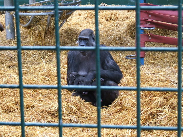 Gorilla with baby at Howletts Wild Animal Park, 3 April 2010