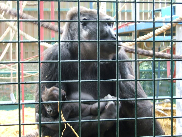 Gorilla with baby at Howletts Wild Animal Park, 3 April 2010