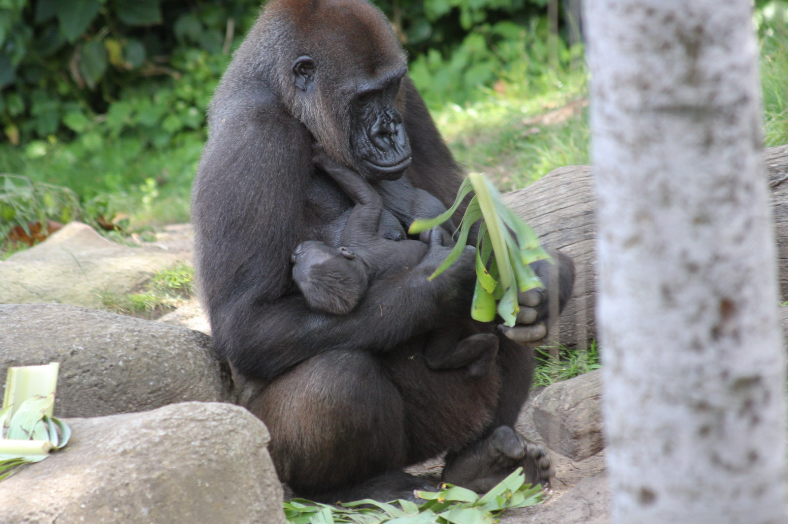 Gorilla with baby - Jan 2008