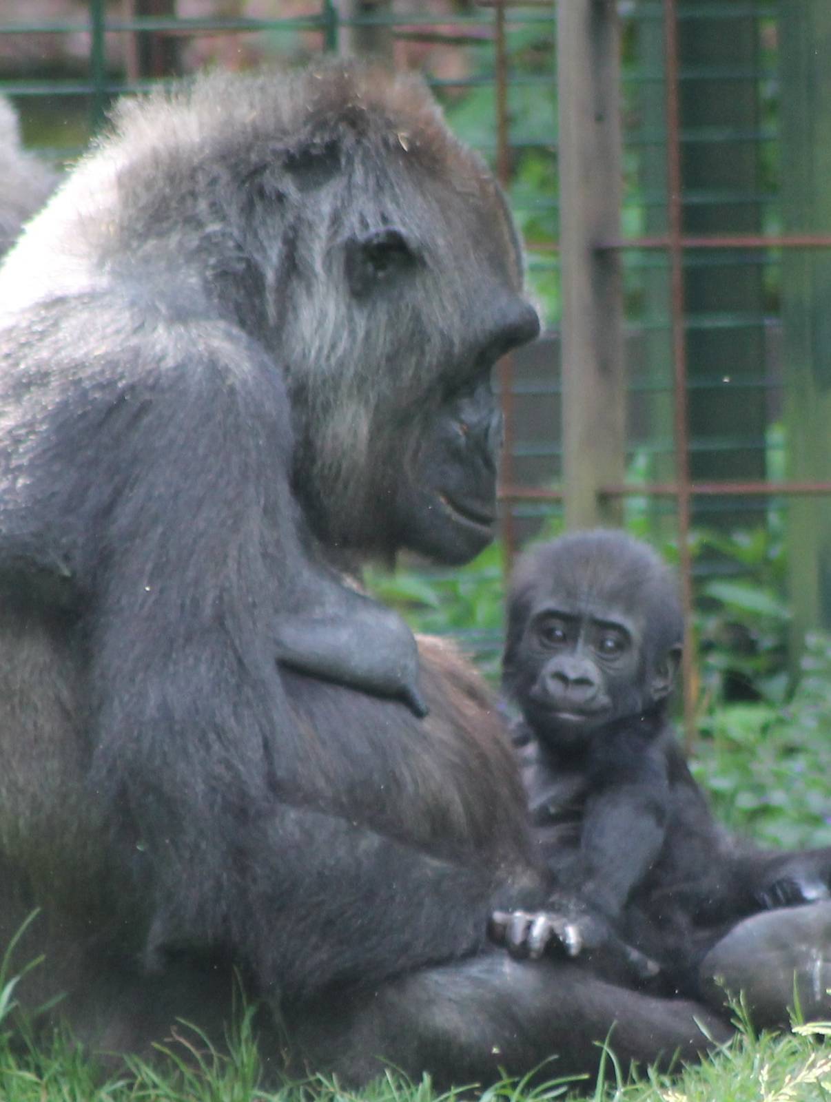 Gorilla with baby