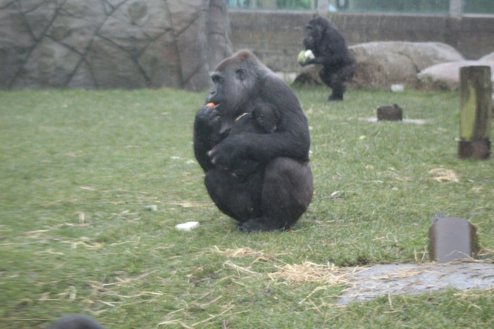 Gorilla with Baby
