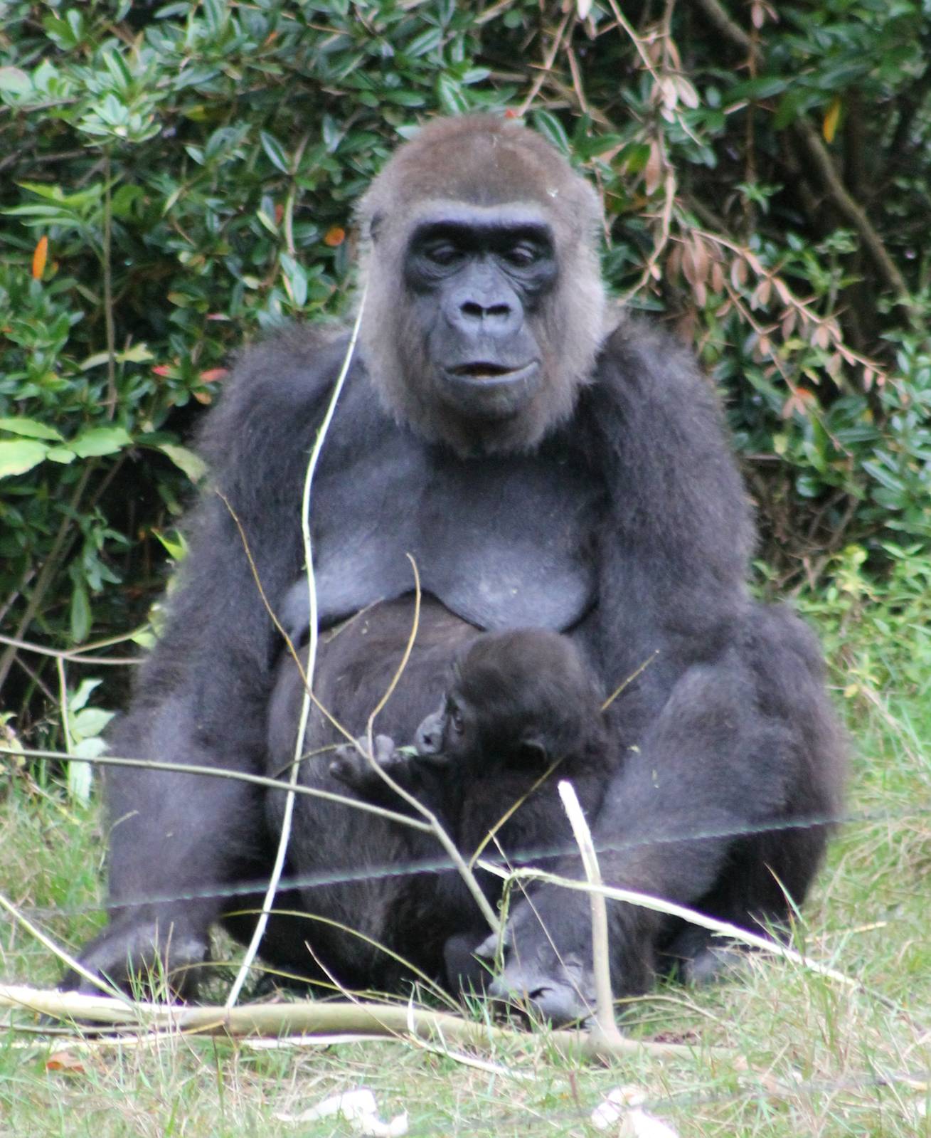 Gorilla with young